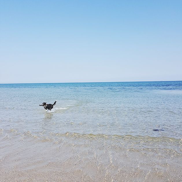 Hund i vandet på stranden