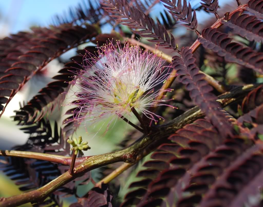 Albiziachocloateflower2.jpg