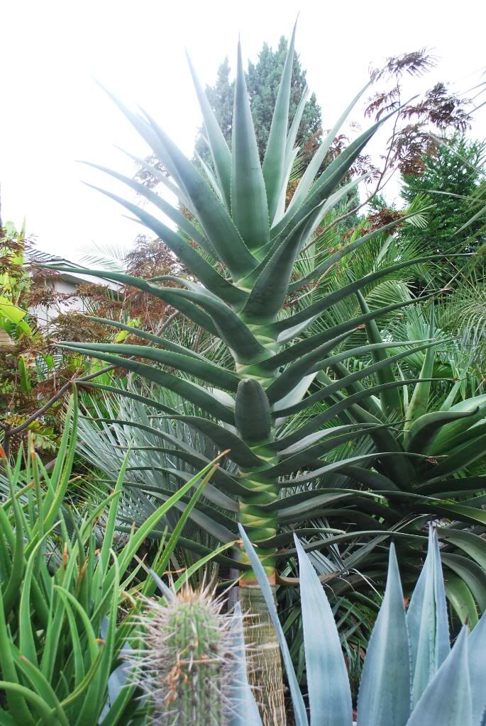 Aloe Plant Varieties