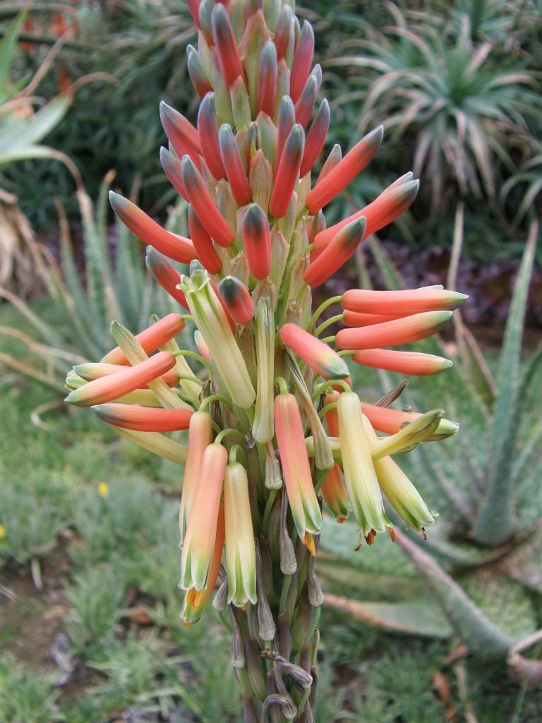 Aloe flowers 2