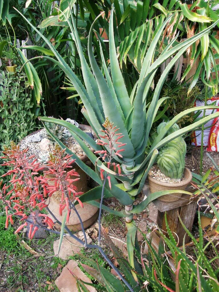 aloe plant bloom