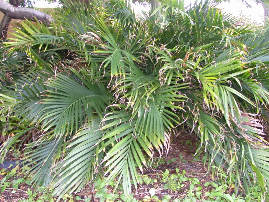 Cataract Palm