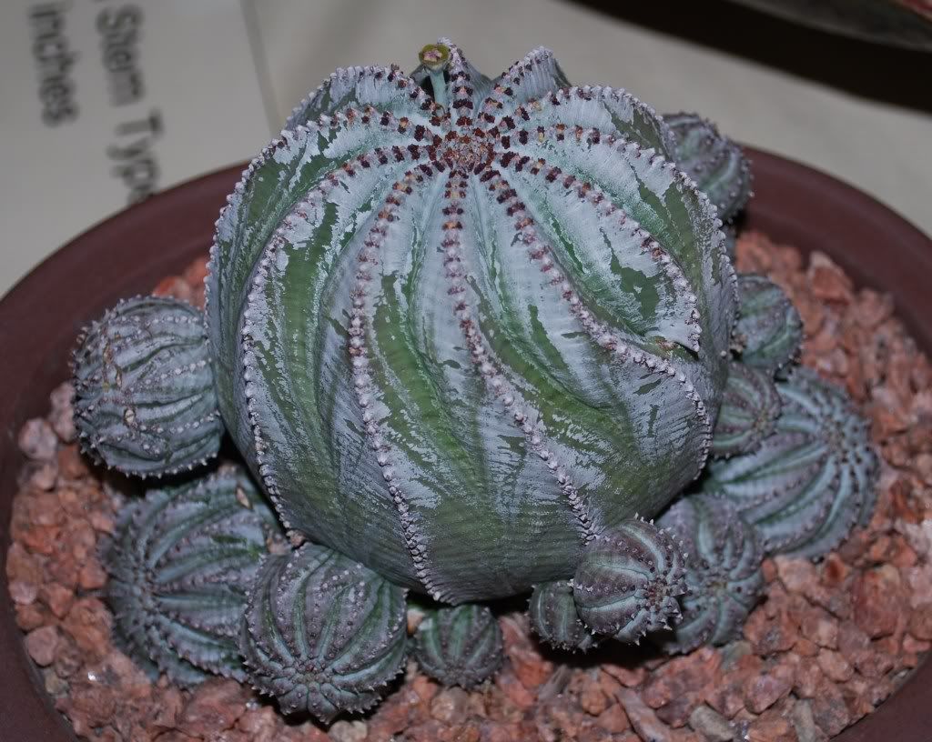 Euphorbia horrida v striata x symmetrica