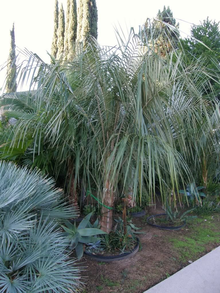 ParajubaeasforPalmtalk002.jpg