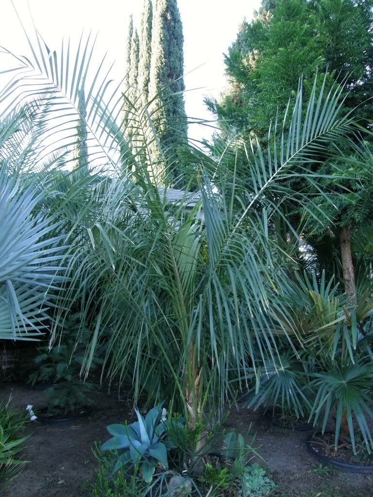 ParajubaeasforPalmtalk003.jpg