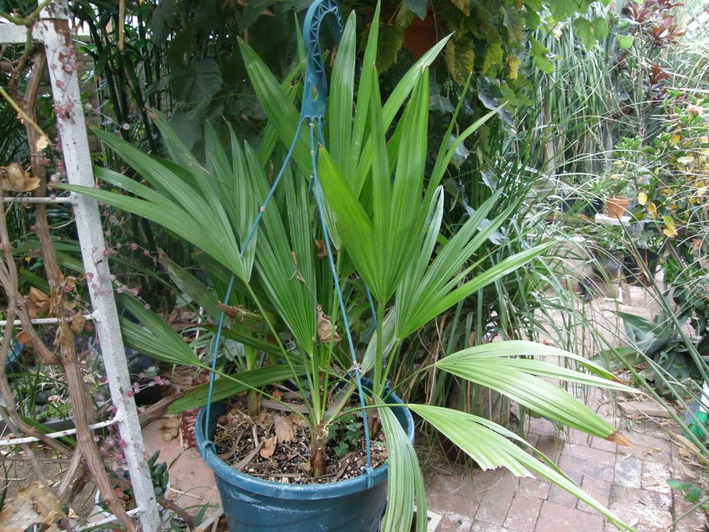 Trithrinax brasiliensis seedlings