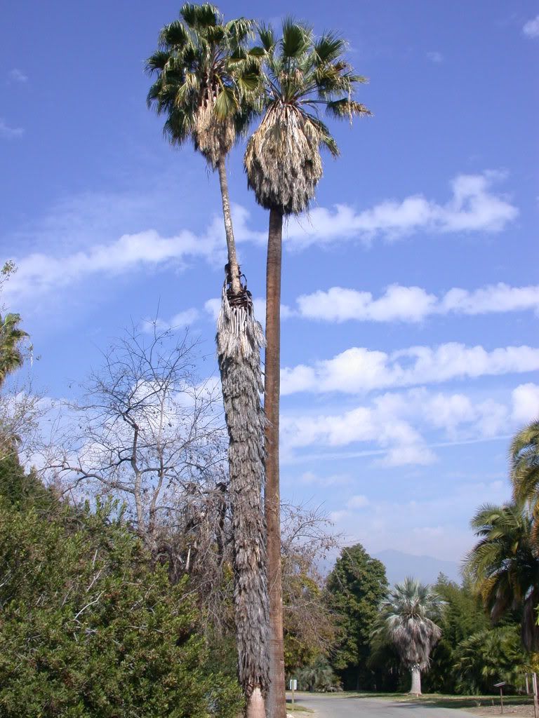 Washingtonia varieties