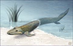 tiktaalik_f-from-nsf1_zps06fbdd68.jpg