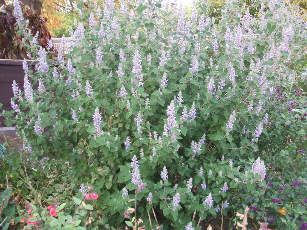 Salvia keerlii