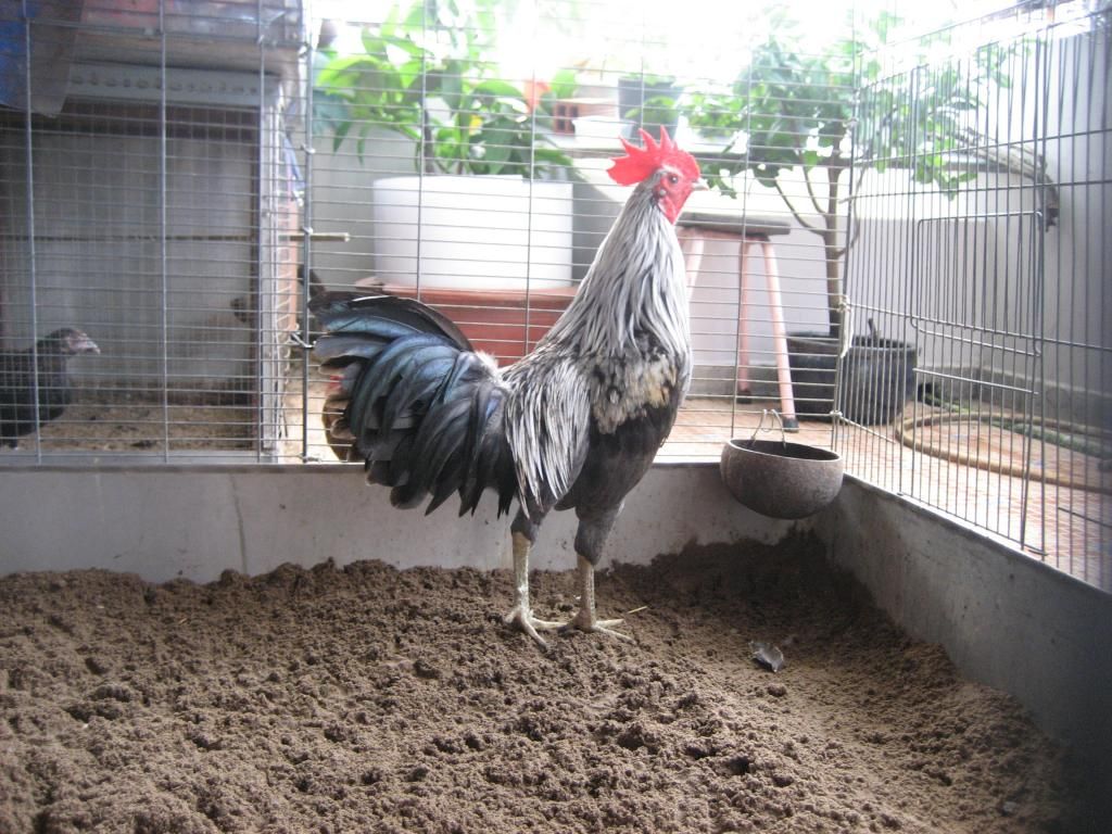 Máng chuồng gà - 3