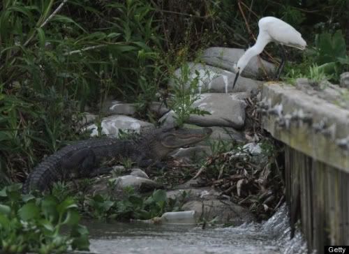 oilspill_gatorheron