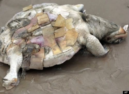 oilspill_seaturtle