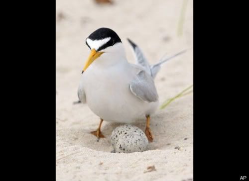 oilspill_tern