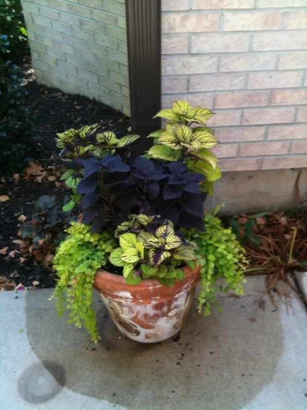 Coleus 2012