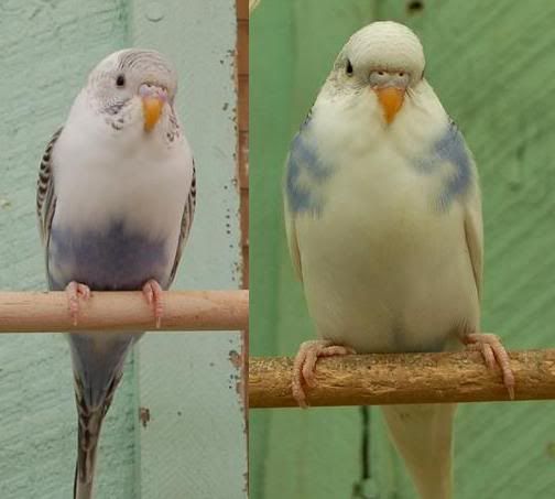 budgies.jpg