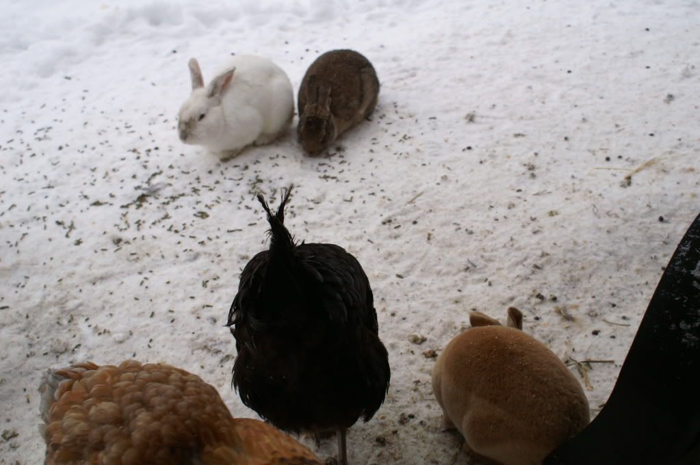 Could Rabbits Live With Chickens BackYard Chickens Learn How to