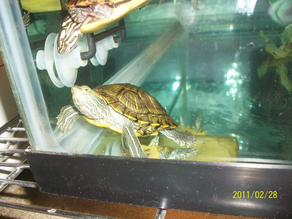 ceckers001.jpg
