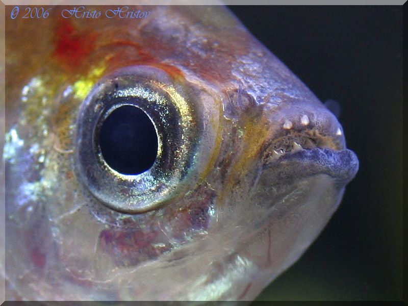 Phenacogrammus Interruptus Congo Tetra Aquariumlife