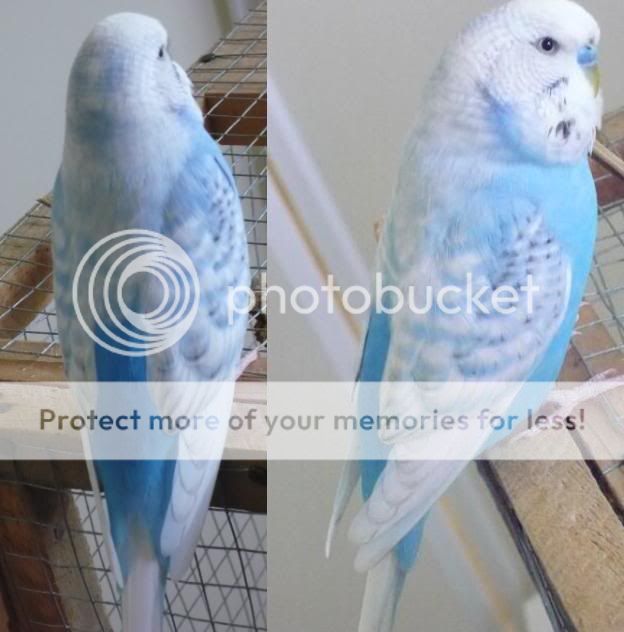 Pictures Of My Opaline Spangle - Budgie Pictures - Budgie Community Forums